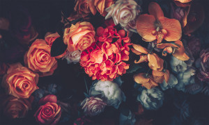 Grafika NEWWALLS Black roses