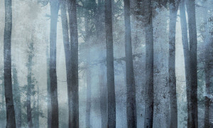 Grafika NEWWALLS Deep forest