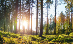 Grafika NEWWALLS Green forest
