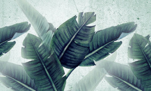 Grafika NEWWALLS Huge leaves