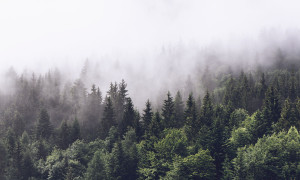 Grafika NEWWALLS Inscrutable forest
