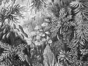 Wall Art Grafika Wall Fairytale B&W