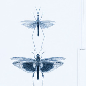 Tapeta MINDTHEGAP The Antiquarian Entomology WP20235