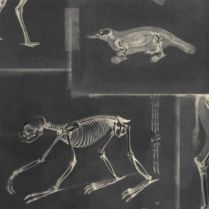 Tapeta MINDTHEGAP The Antiquarian Zooarchaeology WP20237