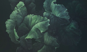 Grafika Rauv Green Lush 0037-1-CA