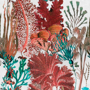 Tapeta MINDTHEGAP Atoll Coral Reef WP20299