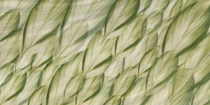 Tapeta RIMURA Dracaena SM006-1