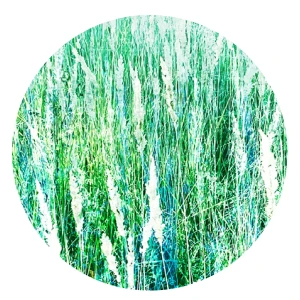 Grafika Metalic Art Dots W trawie MA2021012-DOTS