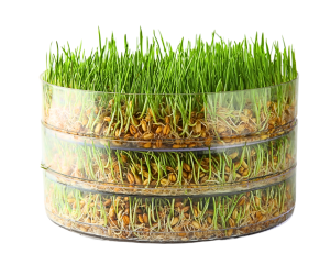 Kiełkownica 3 Poziomowa | Kiełki dla Papug | Łatwość i niezawodność Kiełkowania