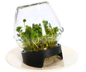 Kiełkownica Słoikowa Szklana | Kiełki dla Papug | Łatwość i niezawodność Kiełkowania