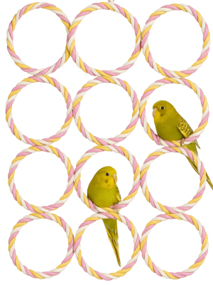 Kółka na Wieszaku – Wspinaczka dla małych i średnich papug