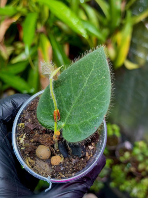 Ficus villosa | szybko rosnąca roślina pnąca do wilgotnych, tropikalnych terrariów | Parrot Planet