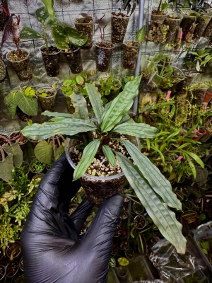 Mapania sp. „Silver Surfer” – pistacjowa roślina bagienna do wilgotnego terrarium | ParrotPlanet