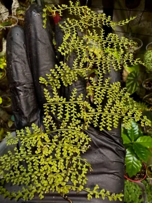 Teratophyllum sp. – pnąca paproć epifityczna do terrarium | Parrot Planet