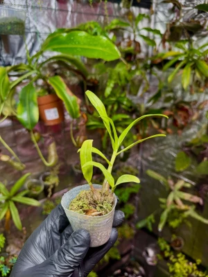 Dendrobium bracteosum – fioletowy storczyk o długotrwałym kwitnieniu | Parrot Planet