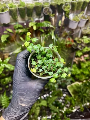 Ficus quercifolia – pnący fikus o liściach jak dąb | Parrot Planet