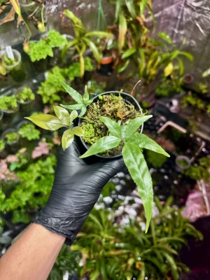 Pteris sp. Vietnam „cần sa” – orliczka o liściach przypominających konopie | Parrot Planet