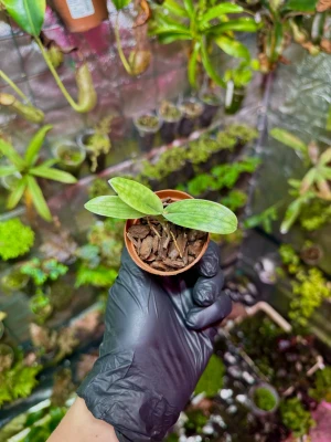 Paphiopedilum Hsinying Laserlight x mastersianum – egzotyczny storczyk pantofelkowy z nakrapianymi liśćmi | Parrot Planet