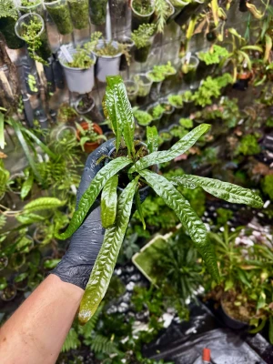 Microsorum sp. "Orange" – paproć z pomarańczowymi końcówkami do wilgotnego terrarium i akwarium | Parrot Planet