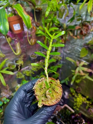 Dendrobium ellipsophyllum – epifityczny storczyk o dekoracyjnych łodygach | Parrot Planet