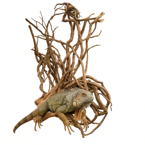 Naturalny Korzeń Winorośl - EcoVine Roots - Naturalna dekoracja i wspinaczka dla gadów, płazów i pajęczaków