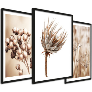 Zestaw obrazów suszone rośliny - protea, zboża i trawy w beżach 33x43 cm