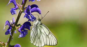 Cap Adrénaline Randonnée pédestre dans le Parc Naturel du Haut Languedoc