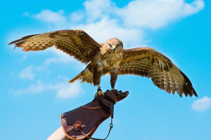 Half Day Introduction To Falconry - Learn About The History Of Falconry & Then Try It Yourself For Upto 4 Hours