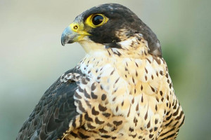 Falconry Taster Experience & Learn About The History Of Falconry & Experience The Sensation Of Having A Magnificent Bird Of Prey On Your Arm