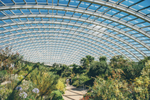 Afternoon Welsh Tea With Prosecco In The Iconic Great Glasshouse For Two And Take In The Rich Biodiversity + Endangered Plant Species