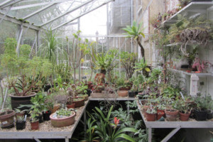 South London Botanical Institute With A Cream Tea And Private Tour For 2 - You Will Also Be Able To Enjoy An Hour's Tour Around The Garden