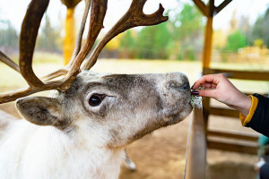Meet The Reindeer At Somerset Reindeer Ranch For Two With A Expert Guide On Hand For This 45 Minute Experience