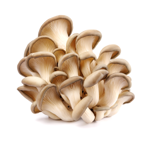Boczniaki 250g