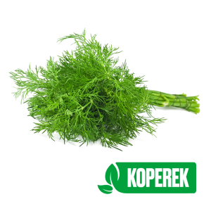 Koperek pęczek