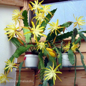Epiphyllum Fruhlingsgold Ø12cm-orchid kaktus