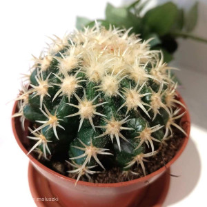 Echinocactus grusonii mini