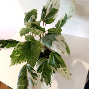 Hibiscus rosa-sinensis variegata mini