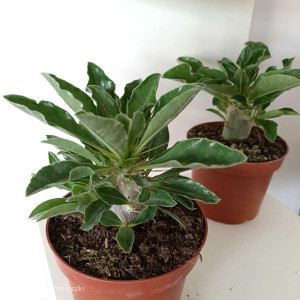 Pachypodium saundersii Ø8,5cm