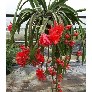Epiphyllum ackermanii Red Tip Ø12cm