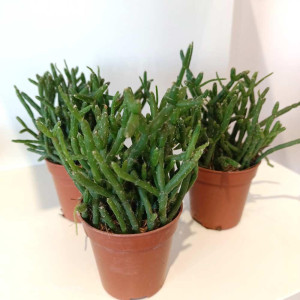 Kwiat Rhipsalis Burchellii (patyczak) mini
