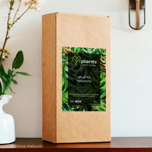 Podłoże: calathea, maranta 3L.