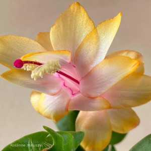 Schlumbergera Sophia żółta - grudnik roz.S kwiaty doniczkowe