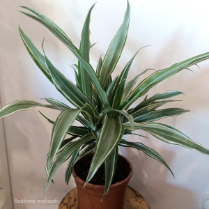 Kwiat Dracena Warneckii roz. XL - duży kwiat