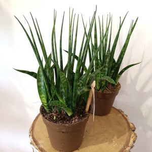 Kwiat Sansevieria Fernwood roz.S