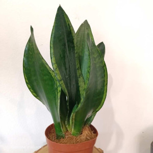 Sansevieria Silver Flame Ø12cm