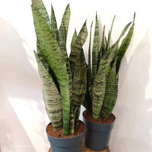 Sansevieria Zeylanica Ø12cm