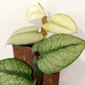 Rhaphidophora hongkongensis Variegata Ø14cm