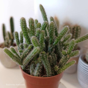 Rhipsalis Horrida (patyczak) mini kwiaty doniczkowe