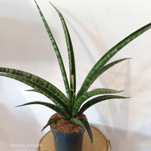 Sansewieria trifasciata Megan roz.M