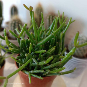 Rhipsalis Clavata Ø5,5cm (patyczak)
